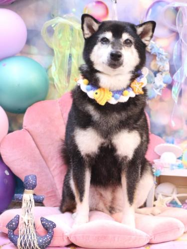 20240808ひめちゃん 